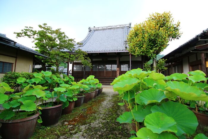 Музей лотоса и храм лотоса Кэймё-дзи