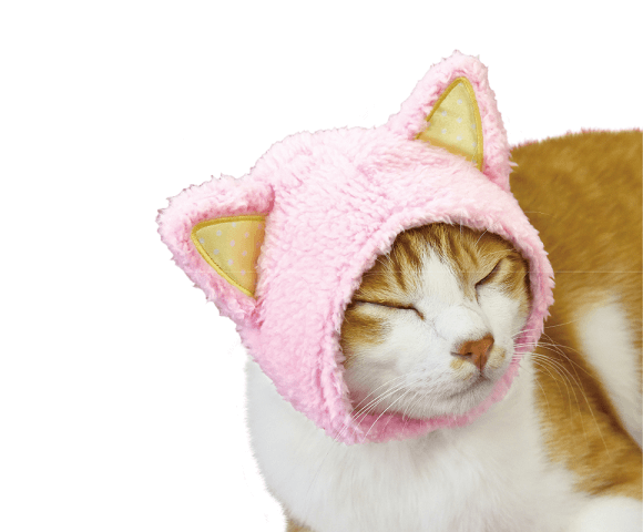 Cat Fluffy Cat Ears