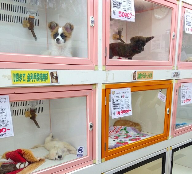 покупка собак в японии