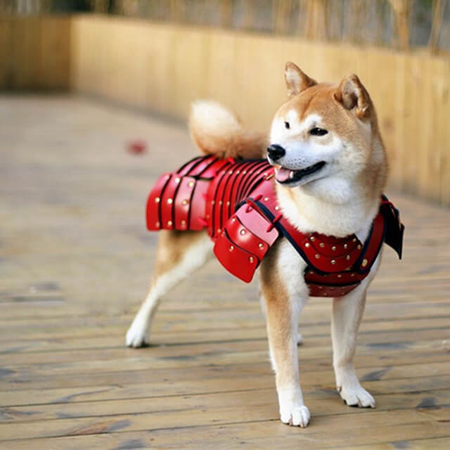 japan dog