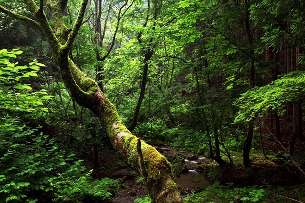 Естественный лес Асиу
