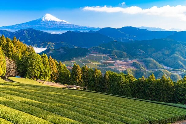Tea Plantations in Fuji