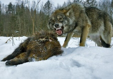 охота на волков