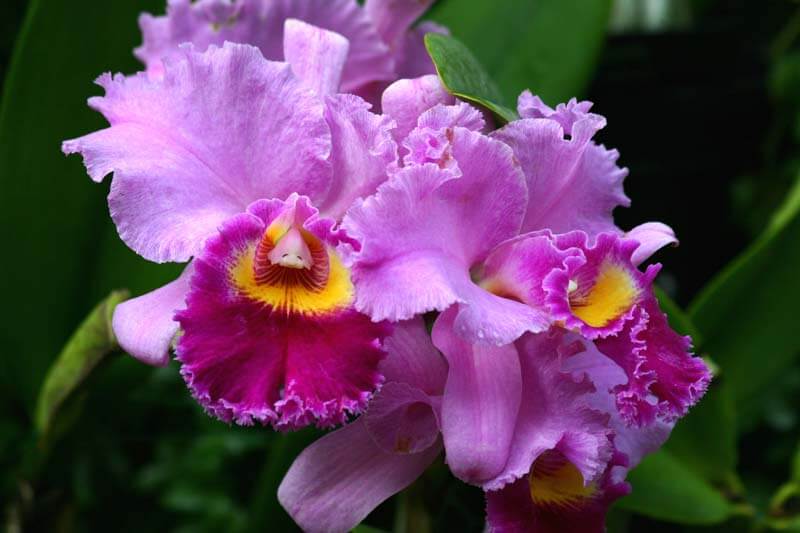 Эквадор орхидеи