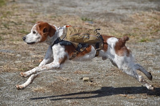 В Японии разработали робожилет для собак-спасателей