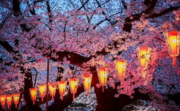 фото цветущей сакуры