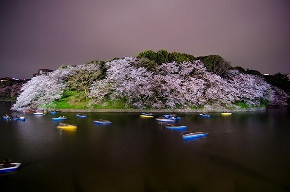фото цветущей сакуры