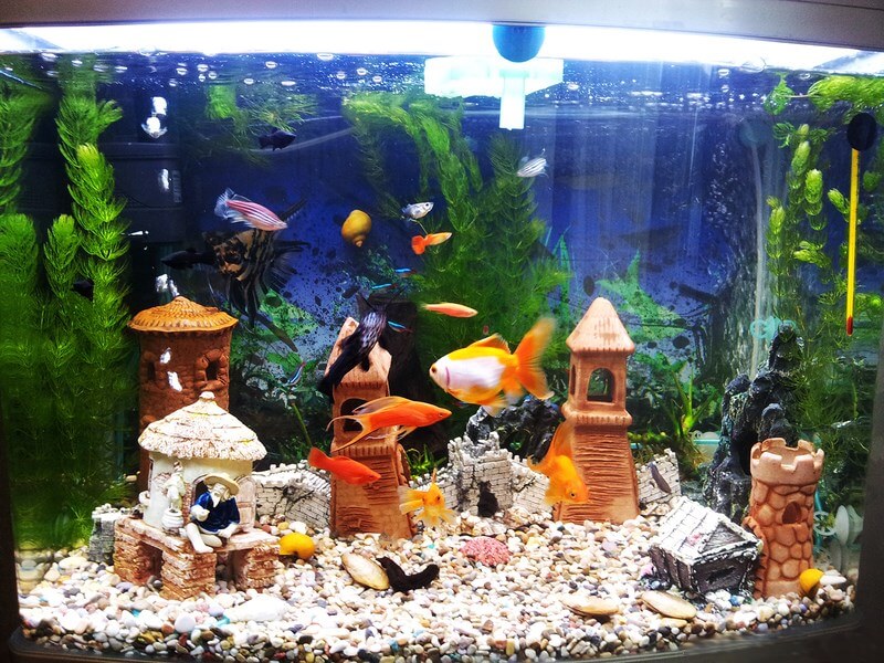 аквариум