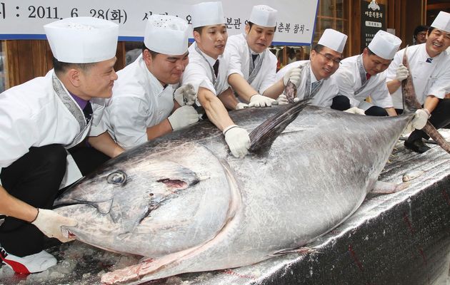 В Японии сократился вылов тунца по причине снижения популярности суши у молодежи