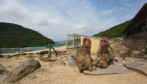 "Страна обезьян" - природный зоопарк в долине Тёси