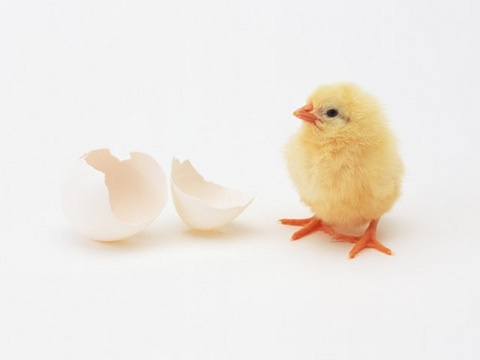 В Японии научились выращивать цыплят из разбитого яйца