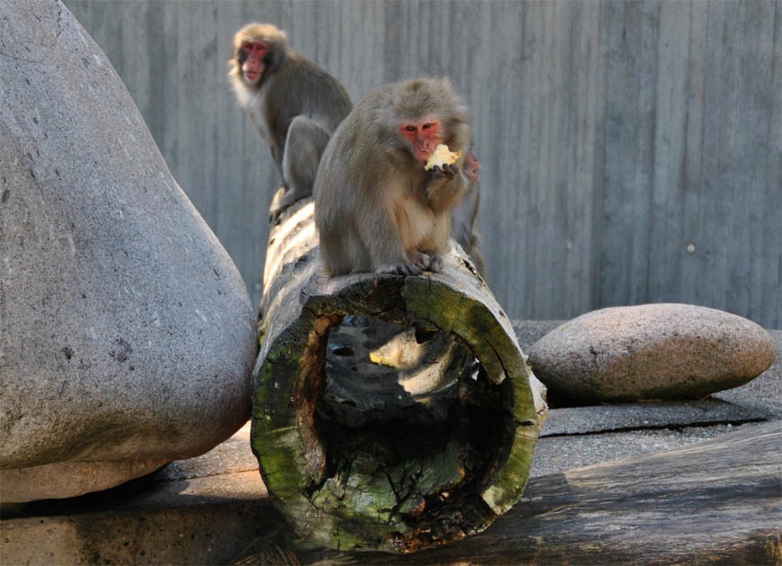 новый вольер для обезьян в Штутгарском зоопарке