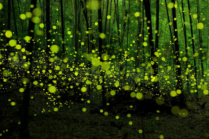 Танцы тысяч светлячков в бамбуковом лесу