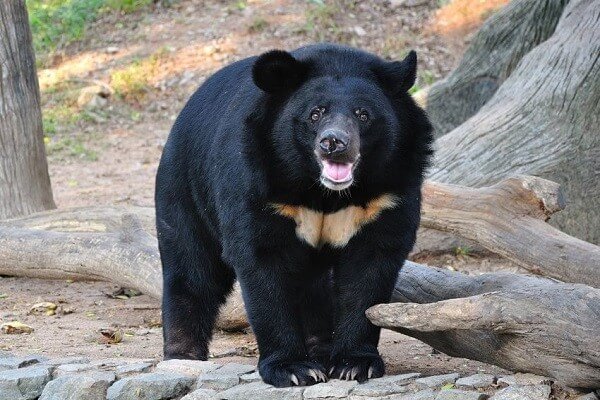 В японском сафари-парке после нападения медведя погибла сотрудница