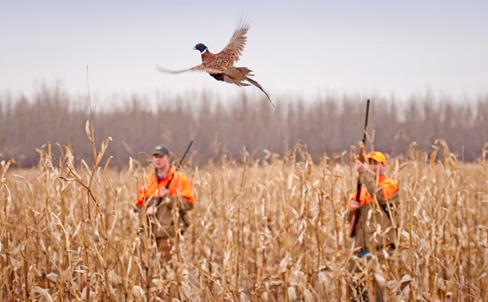 охота на фазана