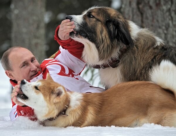 Японцы хотят подарить Путину еще одну собаку породы акита-ину