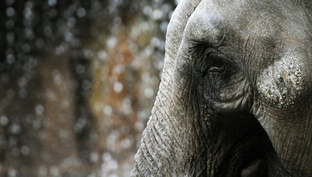 В японском зоопарке слон до смерти забил хоботом человека