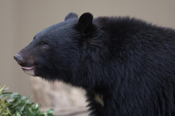 Собирательницу бамбука в горах убил медведь