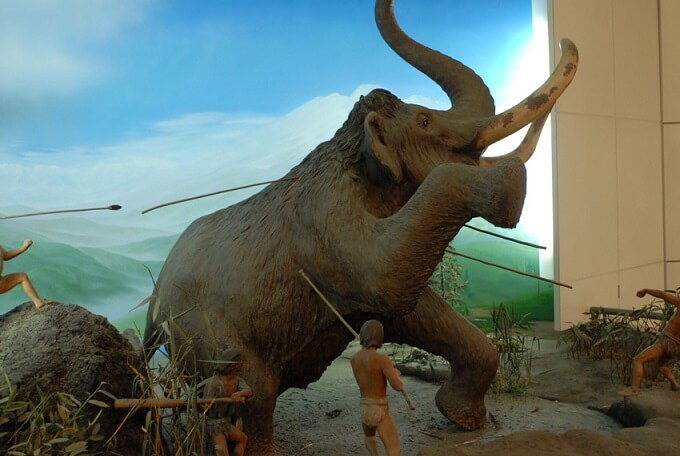 Музей слонов Нодзири-ко Науман