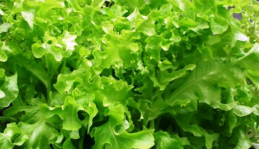 Роботизированная ферма в Японии будет самостоятельно выращивать салат