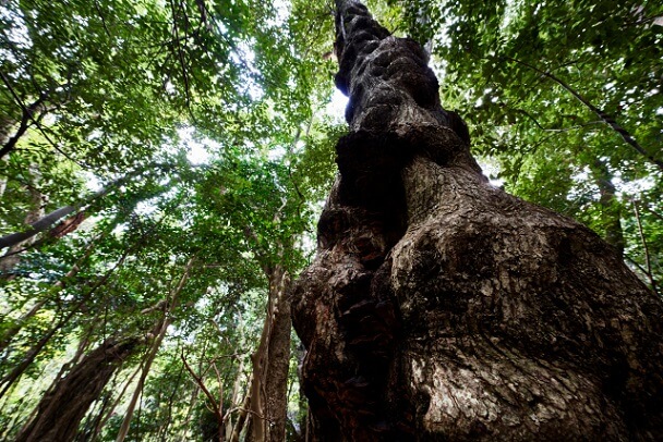 Священный запретный лес, который был закрыт для посетителей на протяжении веков