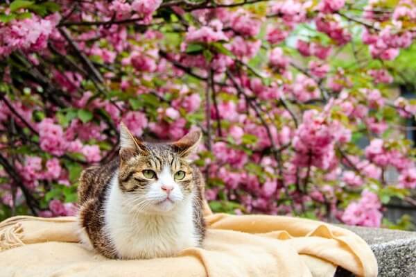 В Японии появился сервис по онлайн аренде кошек