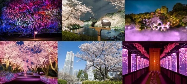 10 мероприятий, чтобы насладиться цветением сакуры в Токио в 2023 году