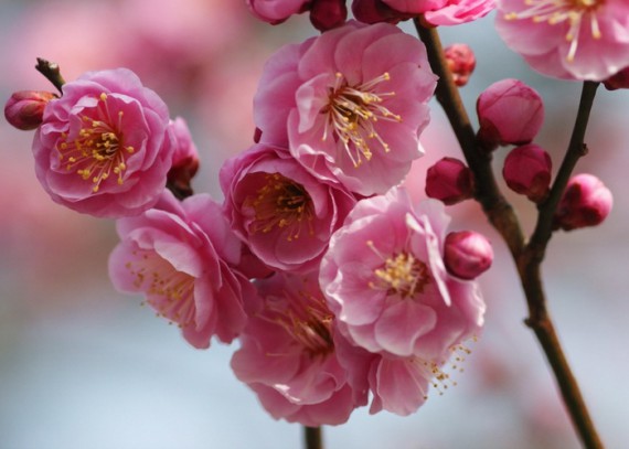 Праздник цветения сливы в Японии