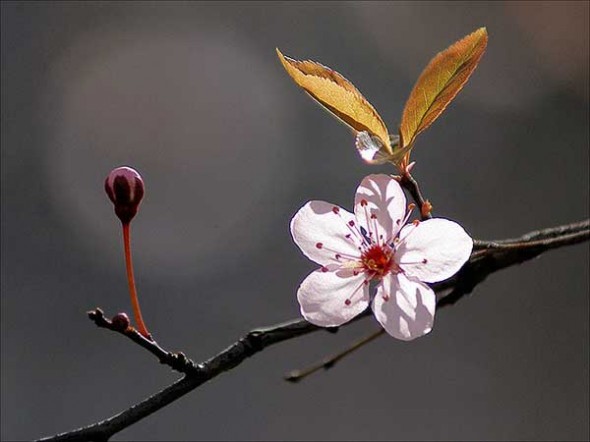 Праздник цветения сливы в Японии