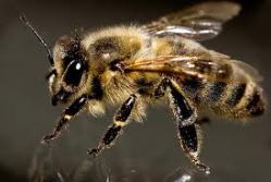 японские пчелы