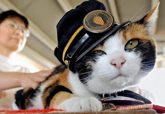 кошка-смотритель на японском вокзале