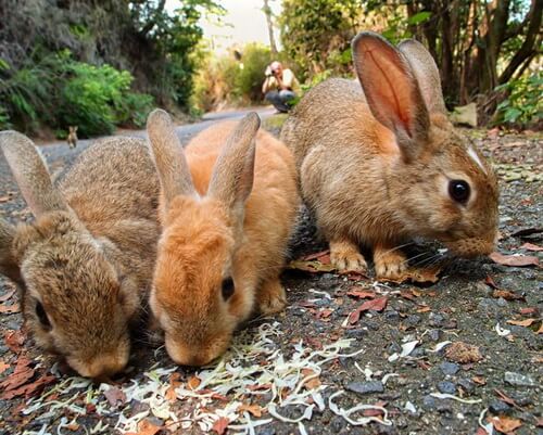 остров кроликов в Японии