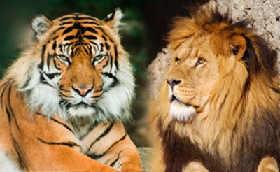 Львы и тигры из японского зоопарка
