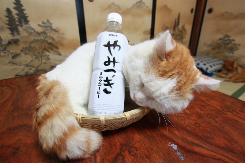 кошки в Японии
