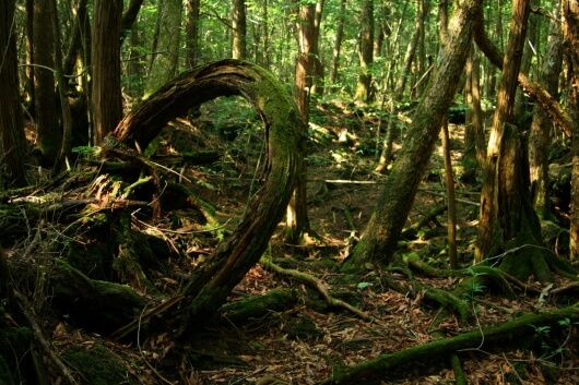 аокигахара лес смерти