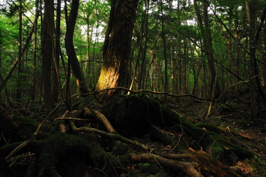 лес аокигахара фото