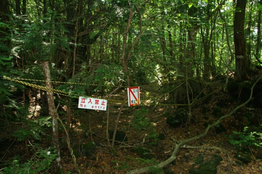 лес аокигахара фото