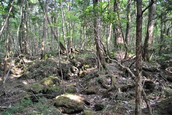 лес в японии аокигахара