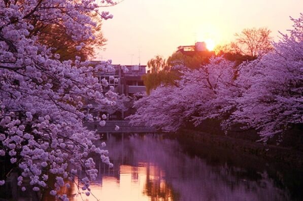 весна в японии