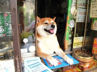 собака Сиба продавец япония