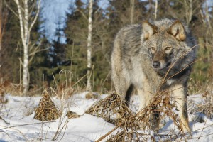 охота на волка