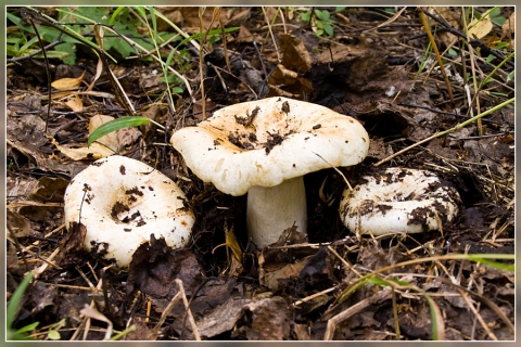 грибы грузди