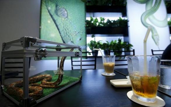 Кафе со змеями открылось в Токио