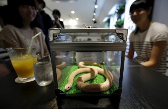 Кафе со змеями открылось в Токио