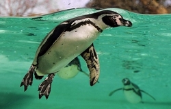 японский пингвин