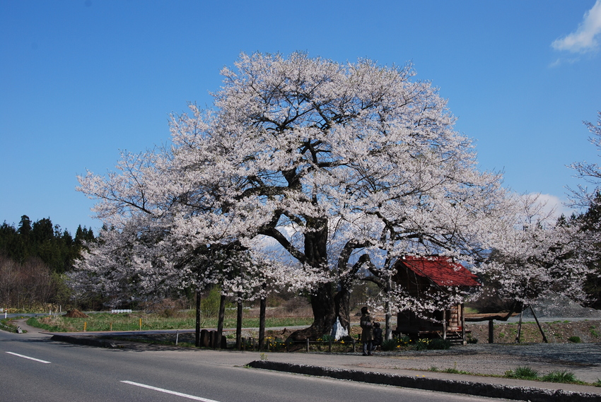 Вишневое дерево Кобо-дзакура