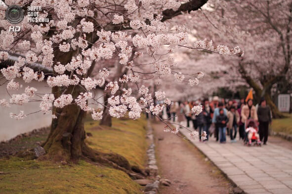 весна в Японии